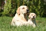 LABRADOR 1176